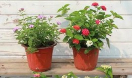 錦州飯店爆料視頻最新版,揭露驚人內(nèi)幕，真相令人震驚！