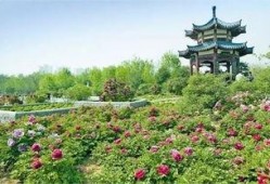 洛陽植物園最新爆料,探秘植物界的“秘境奇觀”