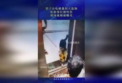 狼狗最新爆料視頻,揭秘神秘事件內幕