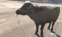 關于牛不啦的最新爆料,揭秘娛樂圈驚人內幕