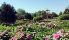 洛陽植物園最新爆料,探秘植物界的“秘境奇觀”