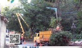 最新爆料綠山路,揭秘神秘項目背后的真相與未來展望