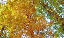 周至尚九路最新爆料,揭秘尚九路全新面貌與周邊配套升級