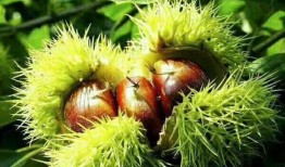 栗子最新爆料,揭秘娛樂圈最新熱點事件