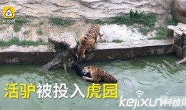 周軒和二驢最新爆料,揭秘娛樂圈幕后真相