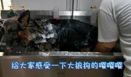 狼狗最新爆料視頻,揭秘神秘事件內幕