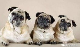 航線巴哥最新爆料,航線巴哥最新航線動態(tài)大曝光！